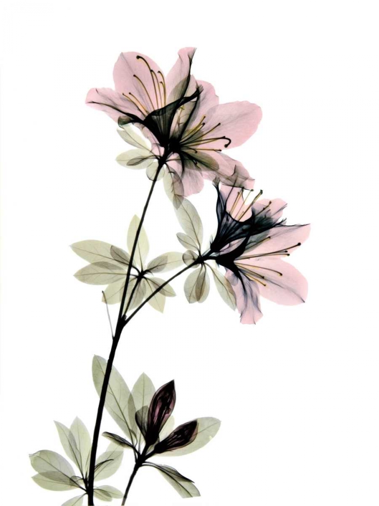 Azalea art print by ACEE for $57.95 CAD