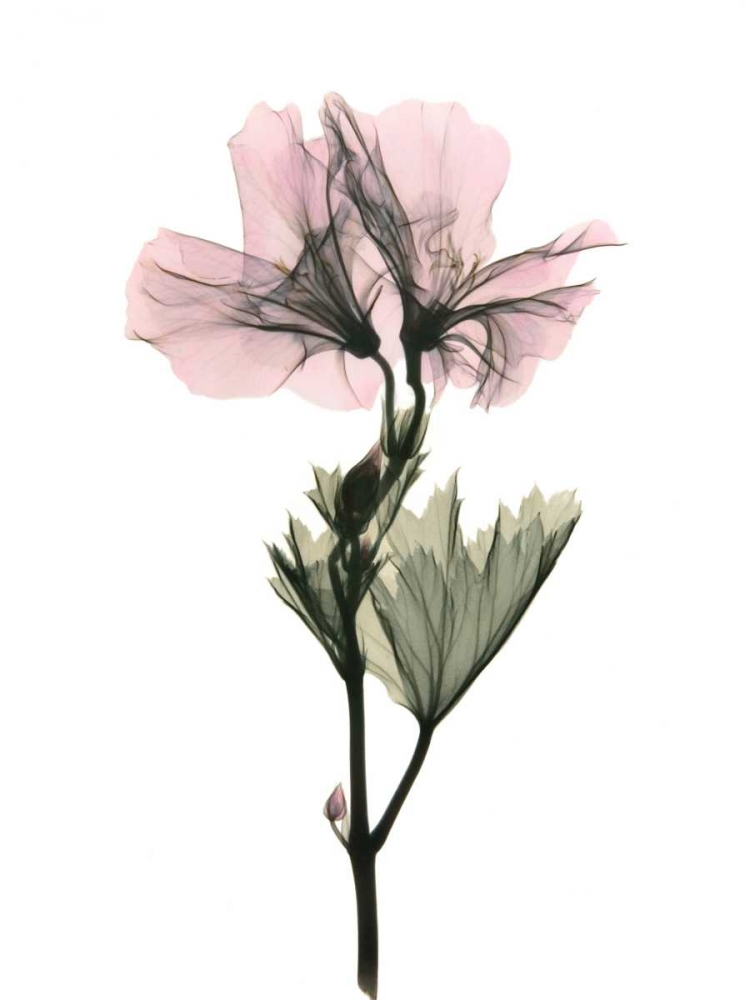 Geranium art print by ACEE for $57.95 CAD