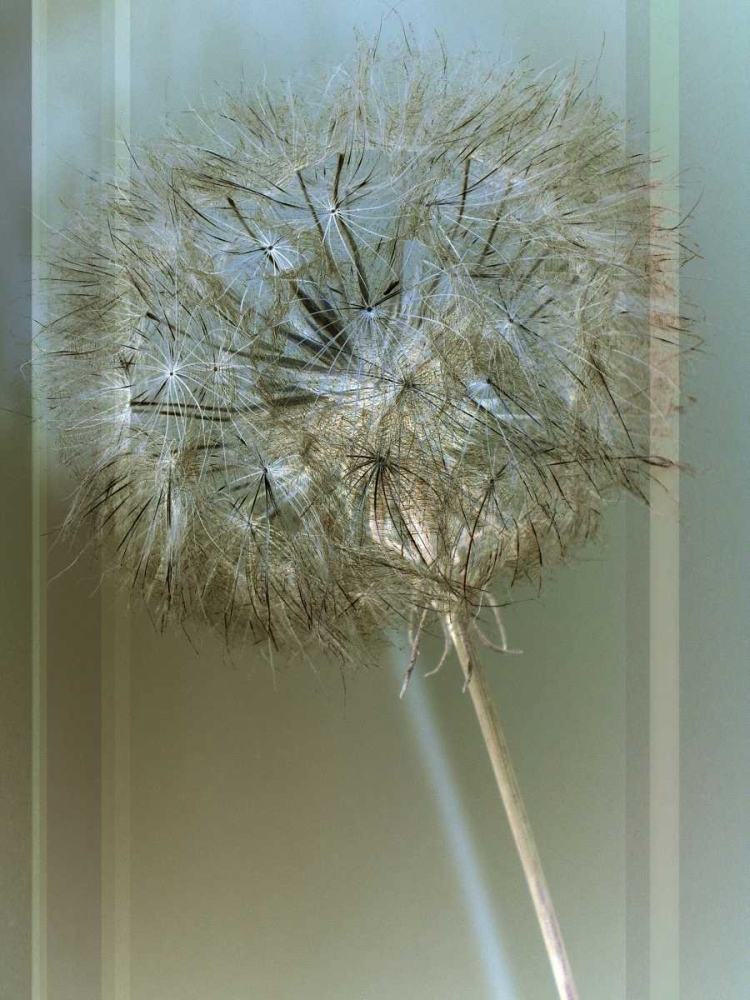 Flaura I art print by W. Blake for $57.95 CAD
