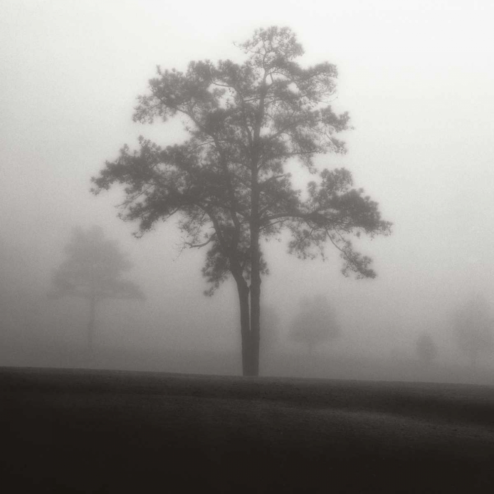 Fog Tree Study I art print by Jamie Cook for $57.95 CAD