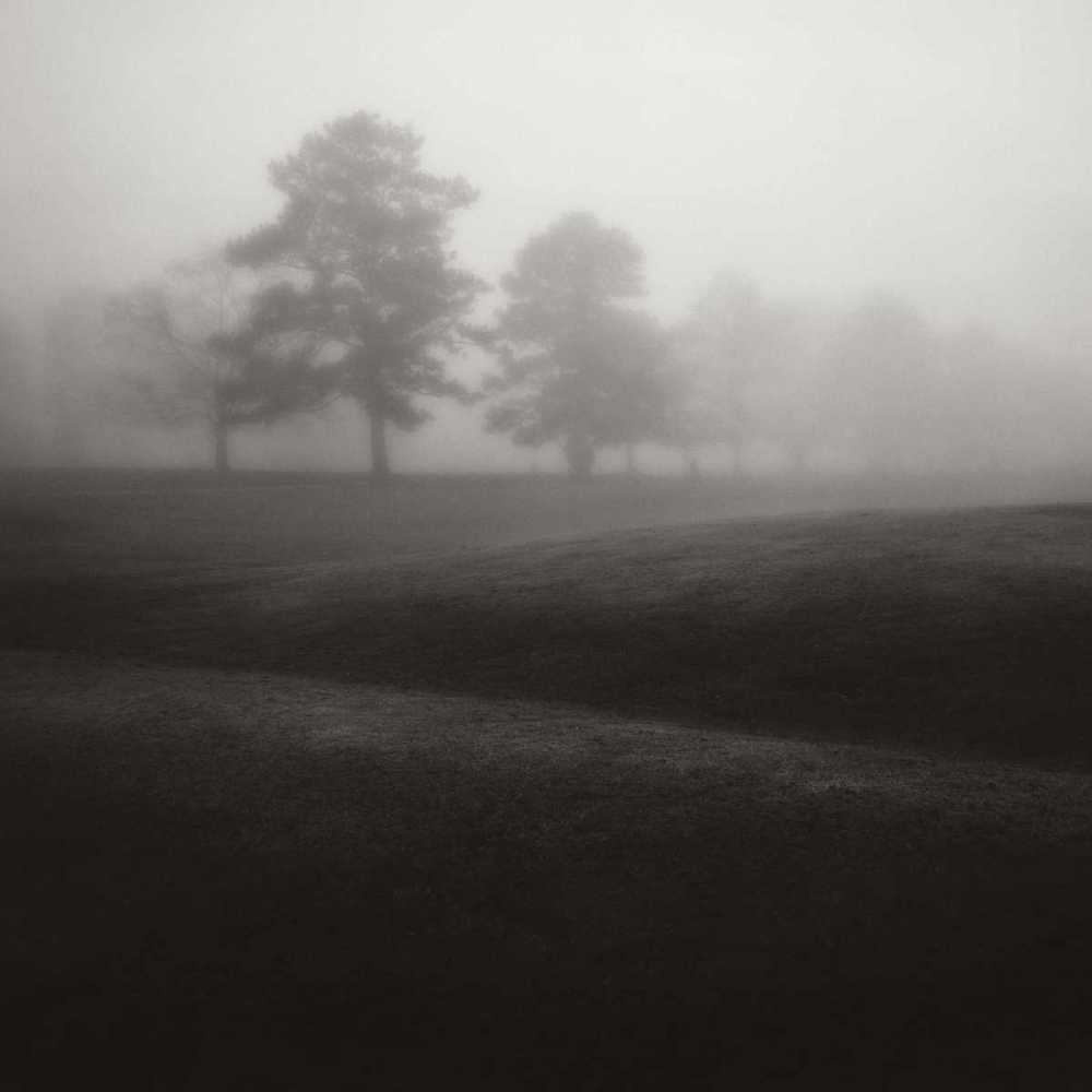 Fog Tree Study II art print by Jamie Cook for $57.95 CAD