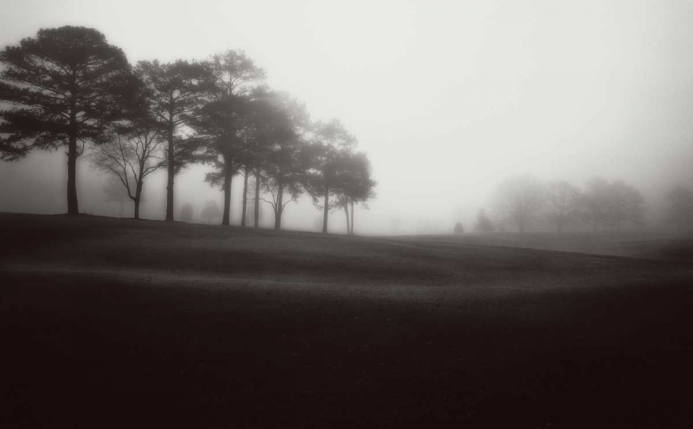 Fog Tree Study III art print by Jamie Cook for $57.95 CAD