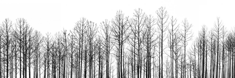 Straightforward art print by Jamie Cook for $57.95 CAD