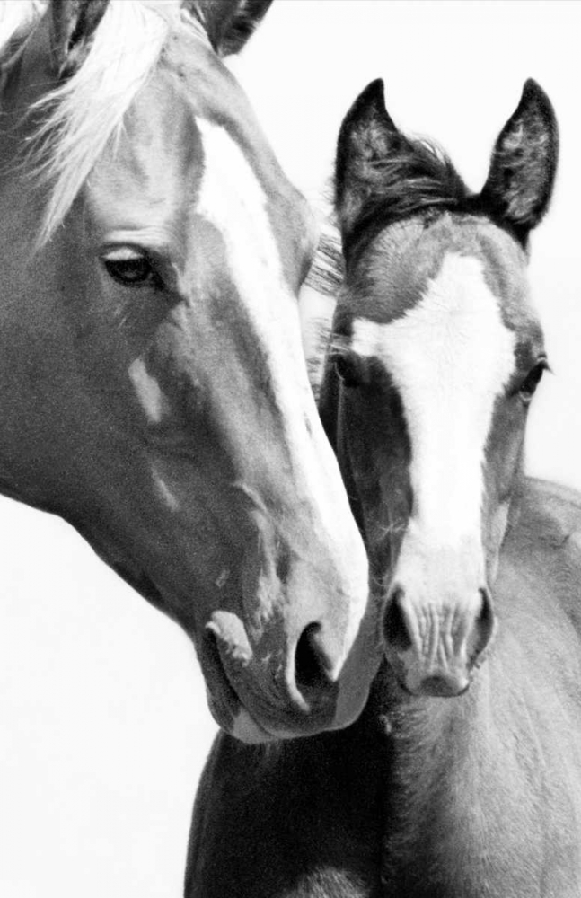 Wild Whispers I art print by Peggy Corpeny for $57.95 CAD