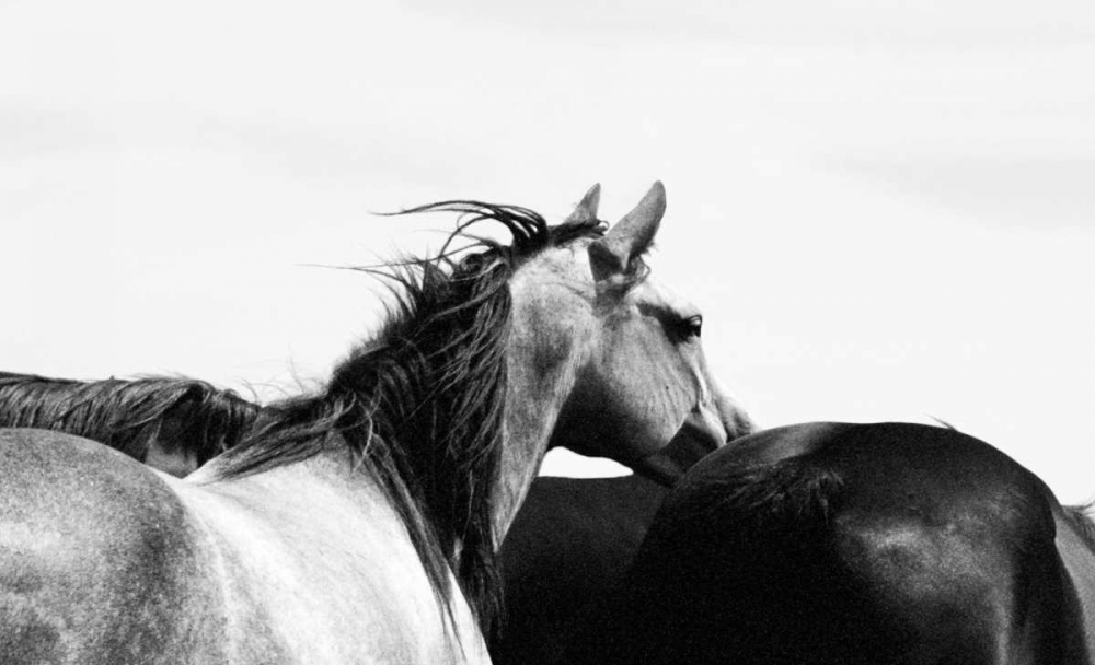 Wild Whispers I art print by Peggy Corpeny for $57.95 CAD