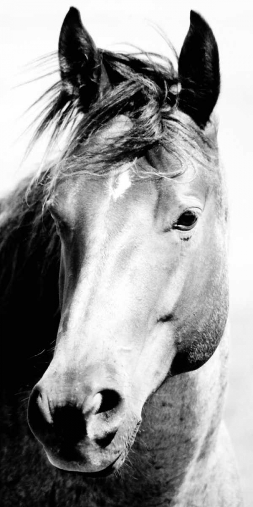 Wild Whispers I art print by Peggy Corpeny for $57.95 CAD