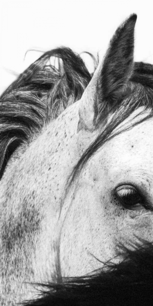 Wild Whispers II art print by Peggy Corpeny for $57.95 CAD