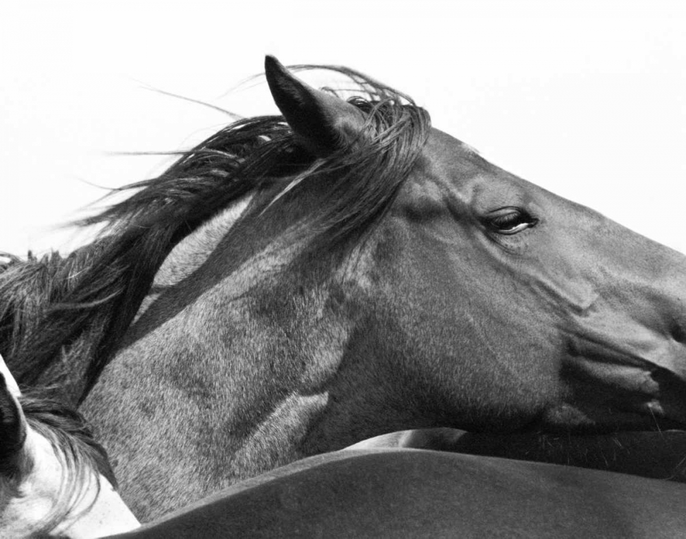 Wild Whispers II art print by Peggy Corpeny for $57.95 CAD