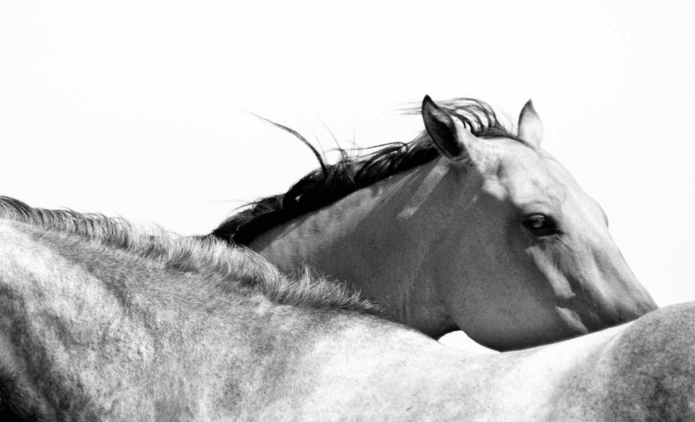 Wild Whispers II art print by Peggy Corpeny for $57.95 CAD
