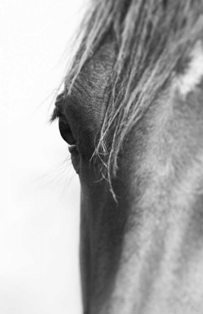 Wild Whispers II art print by Peggy Corpeny for $57.95 CAD