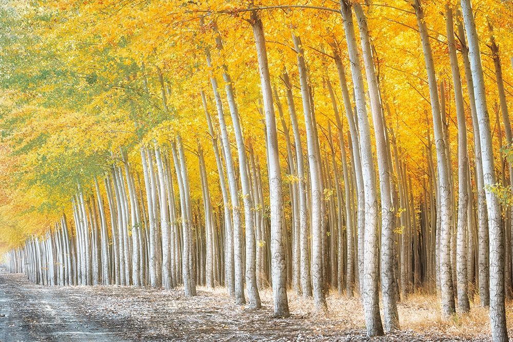 Gold Alley art print by Dennis Frates for $57.95 CAD