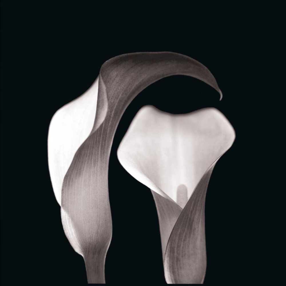 Lilies art print by Michael Faragher for $57.95 CAD
