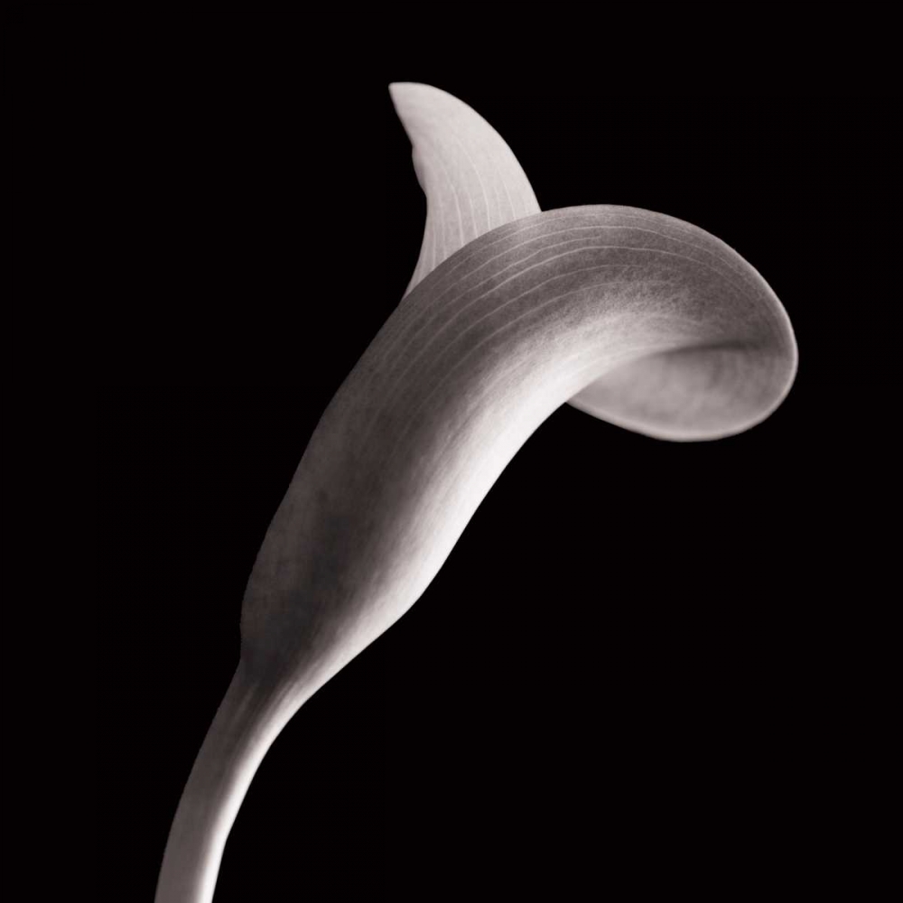 Lilies art print by Michael Faragher for $57.95 CAD