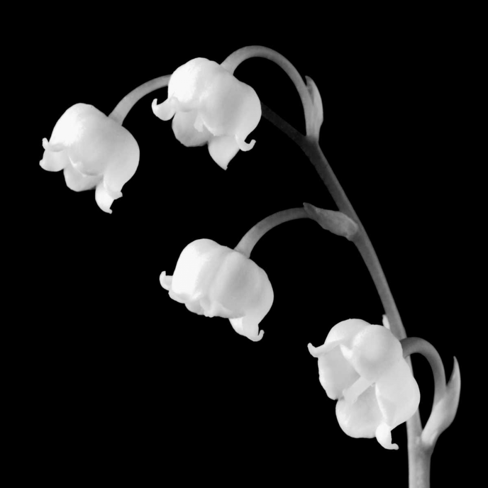 Spring Bells I art print by Michael Faragher for $57.95 CAD