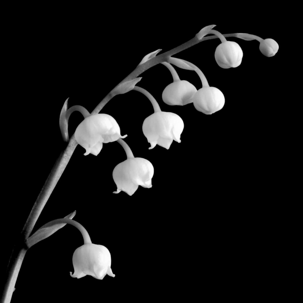Spring Bells II art print by Michael Faragher for $57.95 CAD