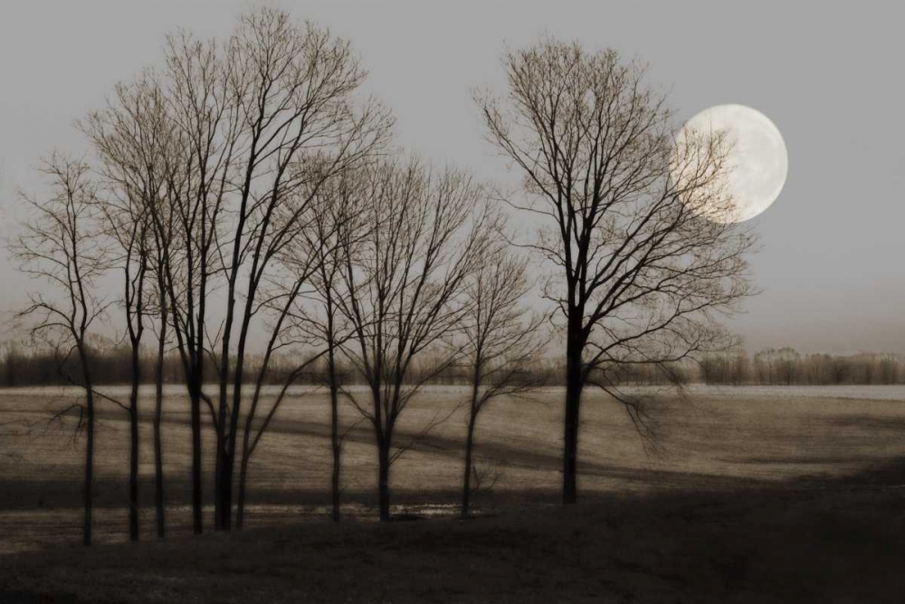 November Moon art print by Heather Jacks for $57.95 CAD