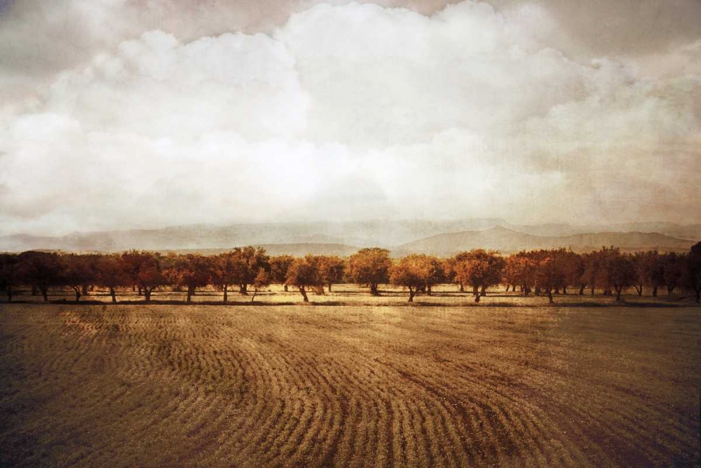 The Olive Grove art print by Heather Jacks for $57.95 CAD