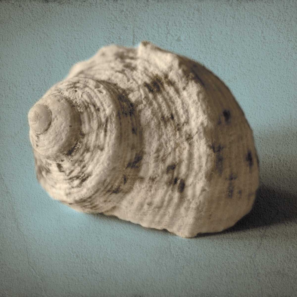 Seashell Study I art print by Heather Jacks for $57.95 CAD