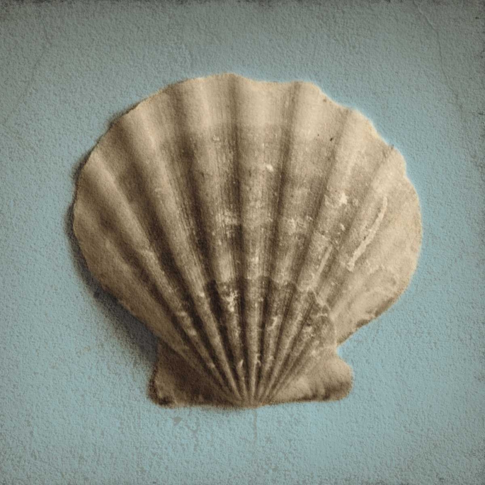 Seashell Study II art print by Heather Jacks for $57.95 CAD