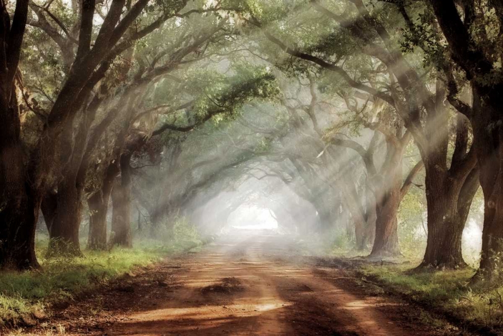 Evergreen Plantation art print by Mike Jones for $57.95 CAD