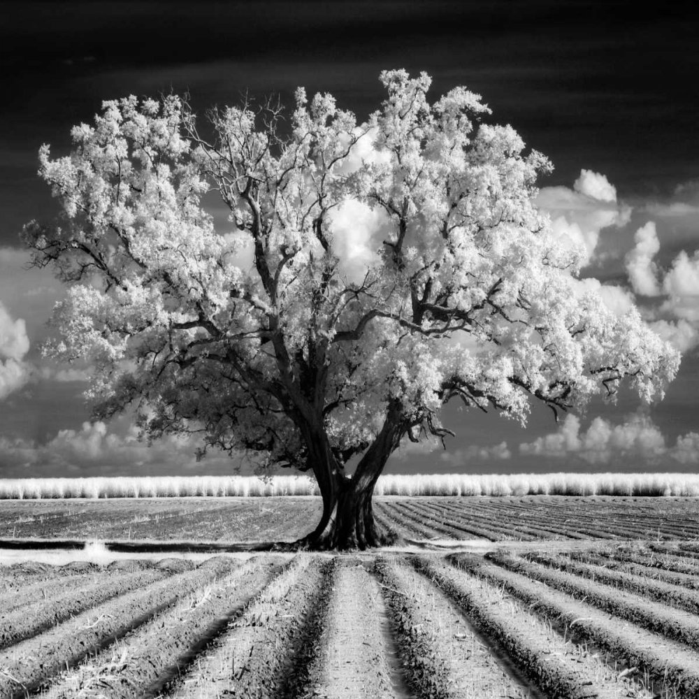 Daydream art print by Mike Jones for $57.95 CAD