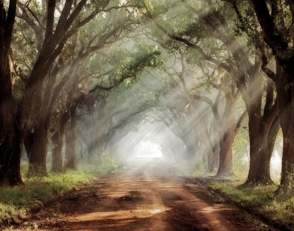 Evergreen Plantation art print by Mike Jones for $57.95 CAD