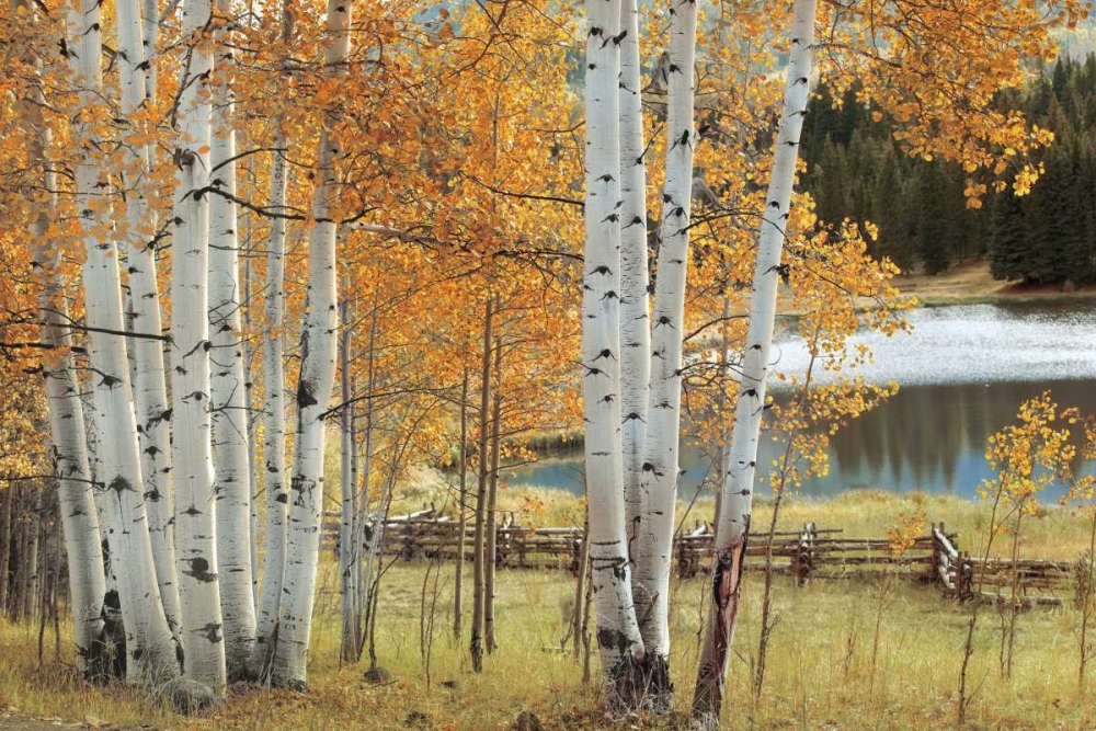 Birch Beauty art print by Mike Jones for $57.95 CAD