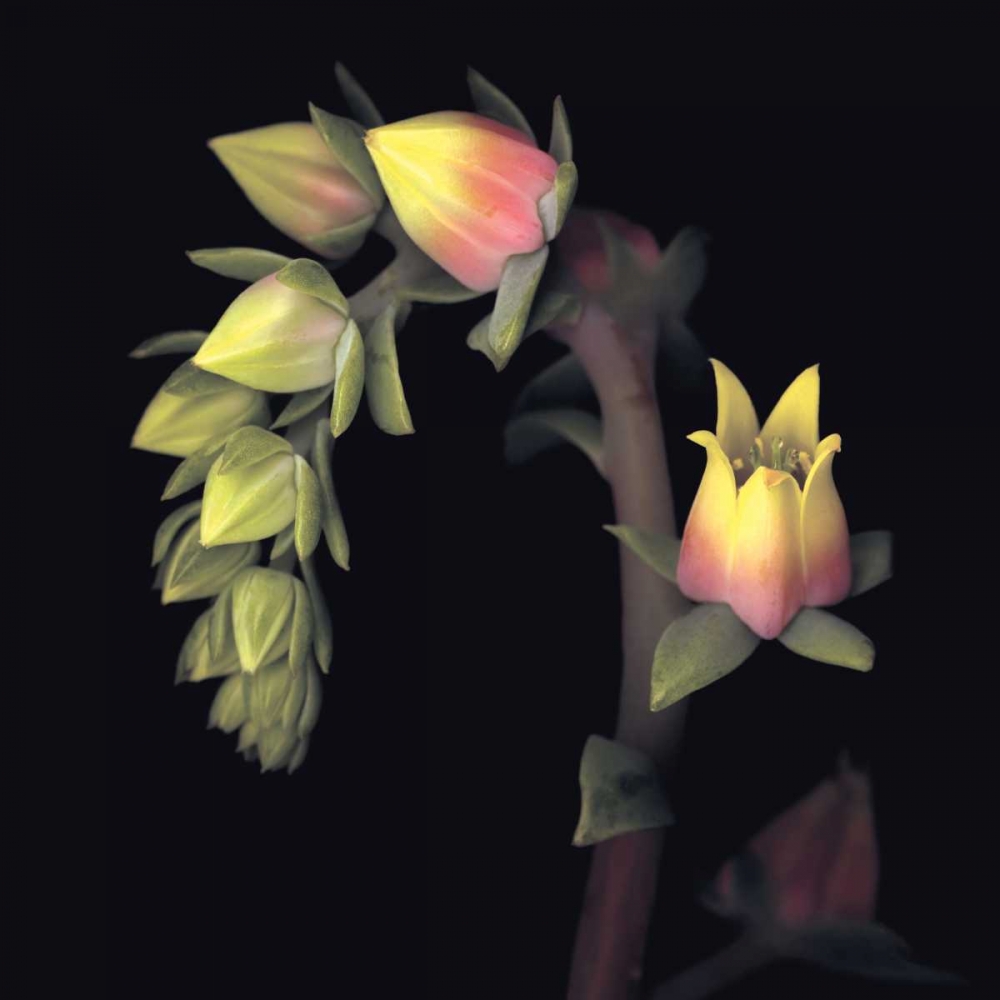 Echeveria art print by Andrew Levine for $57.95 CAD