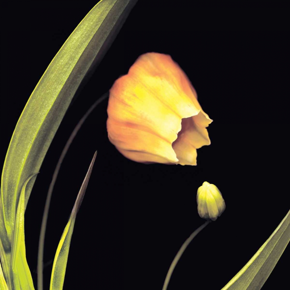 Japanese Lanterns art print by Andrew Levine for $57.95 CAD