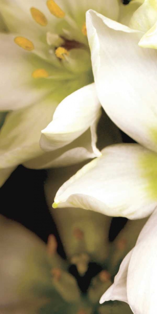 Star of Bethlehem Triptych art print by Andrew Levine for $57.95 CAD