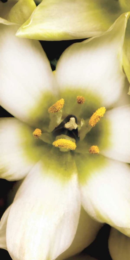 Star of Bethlehem Triptych art print by Andrew Levine for $57.95 CAD