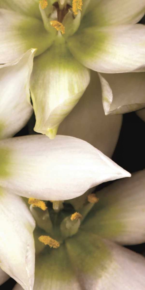 Star of Bethlehem Triptych art print by Andrew Levine for $57.95 CAD