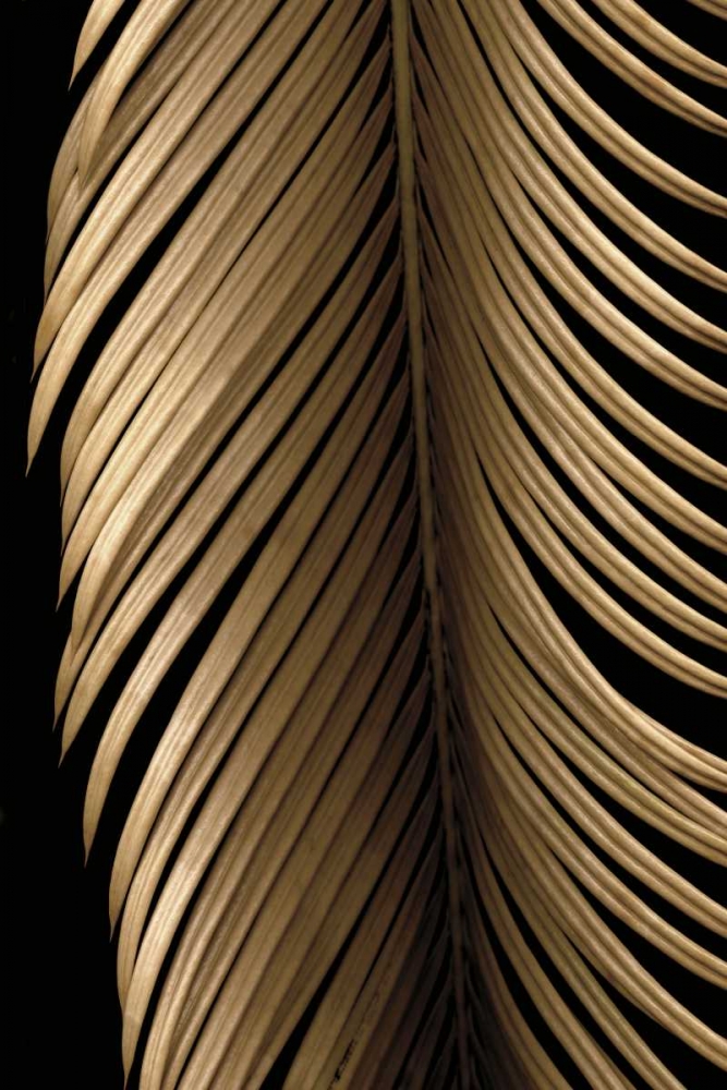 Tropical Leaf Study II art print by Andrew Levine for $57.95 CAD