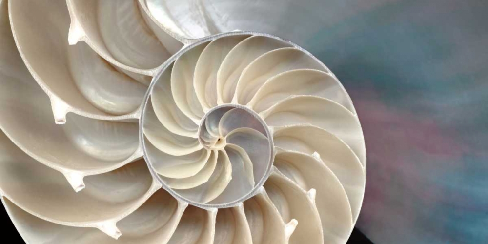 Nautilus art print by Andrew Levine for $57.95 CAD