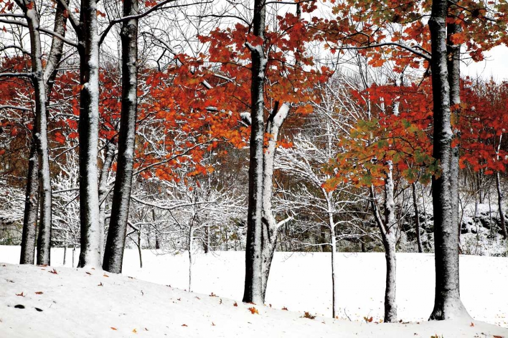 SnowFall art print by Burney Lieberman for $57.95 CAD