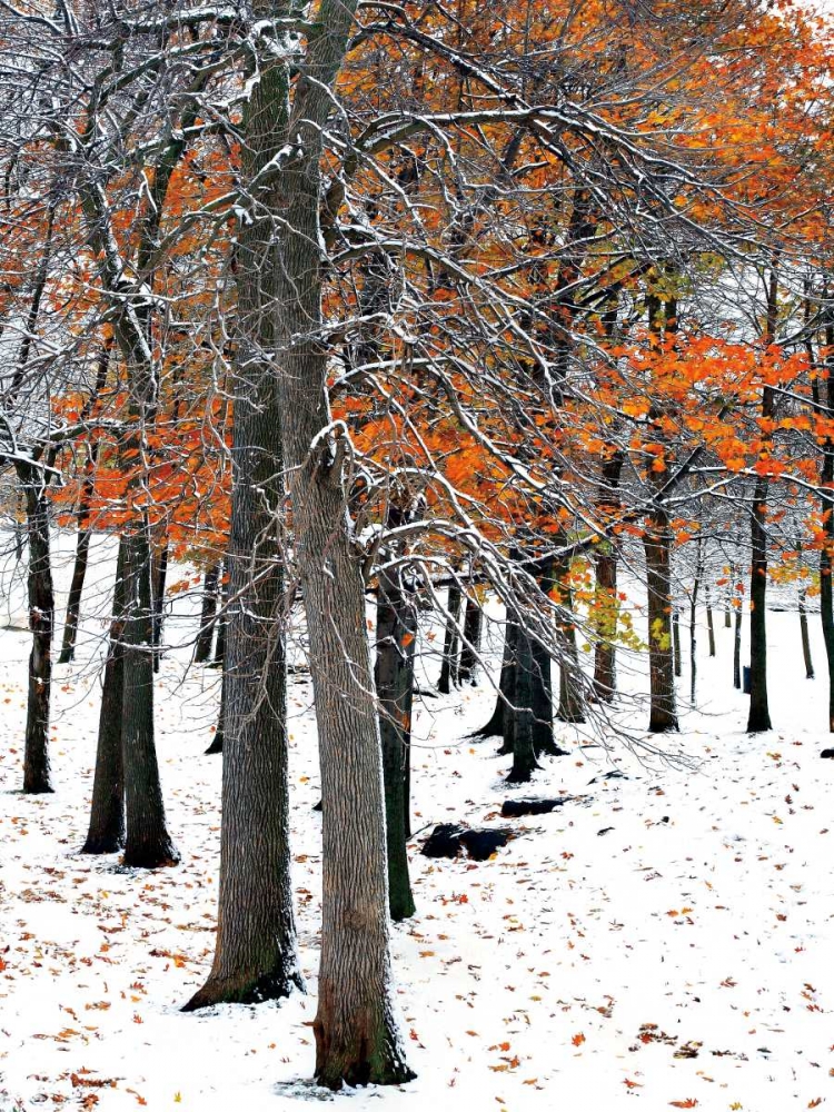 SnowFall II art print by Burney Lieberman for $57.95 CAD