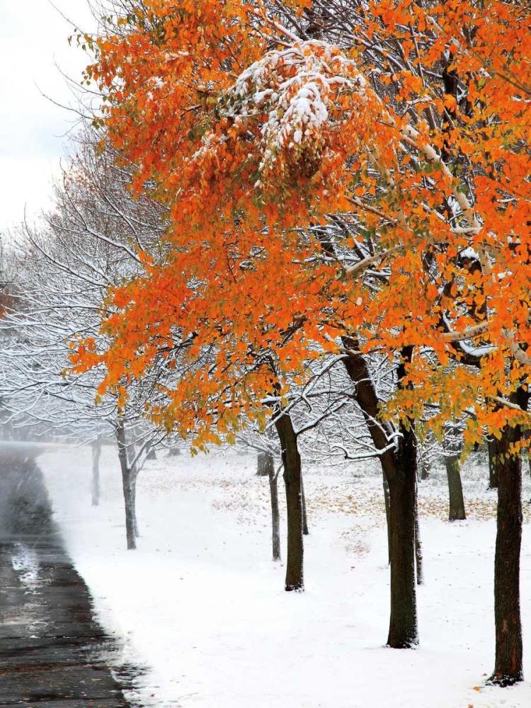 SnowFall III art print by Burney Lieberman for $57.95 CAD
