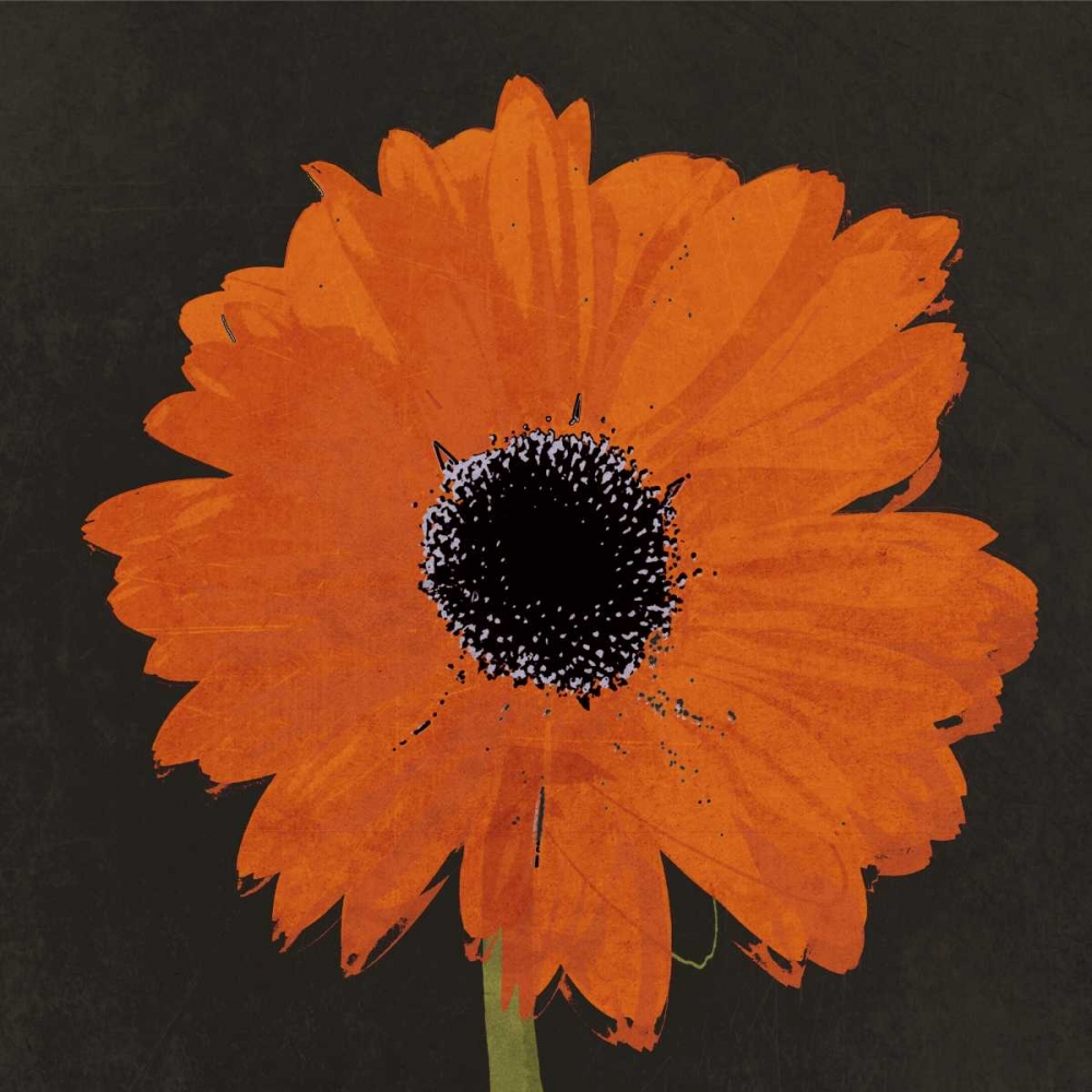 Midnight Gerbera I art print by Robert Lacie for $57.95 CAD