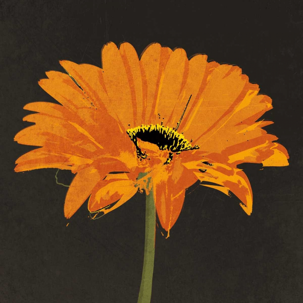 Midnight Gerbera II art print by Robert Lacie for $57.95 CAD