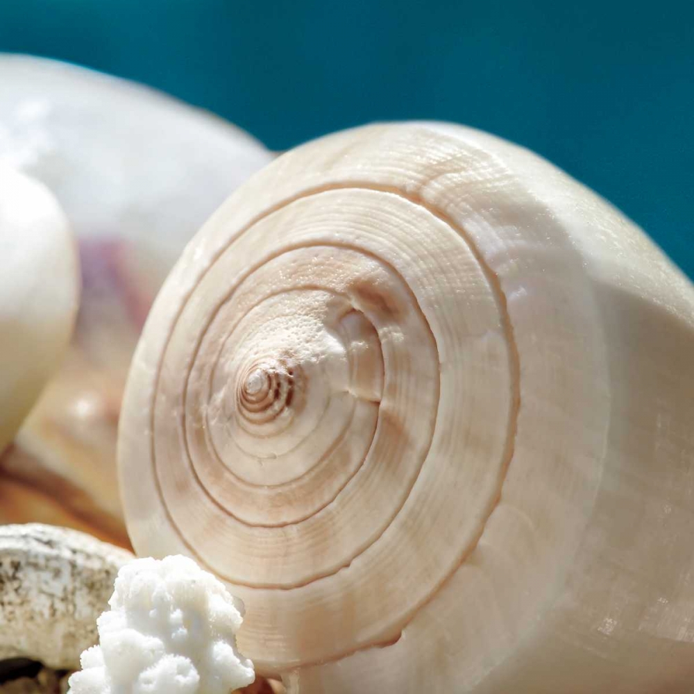 Shell Quartet art print by Dina Marie for $57.95 CAD