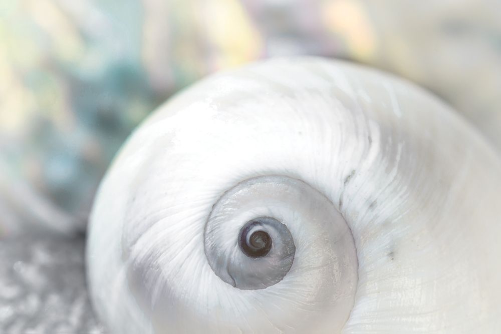 Pearl Lite Seashell art print by Dina Marie for $57.95 CAD