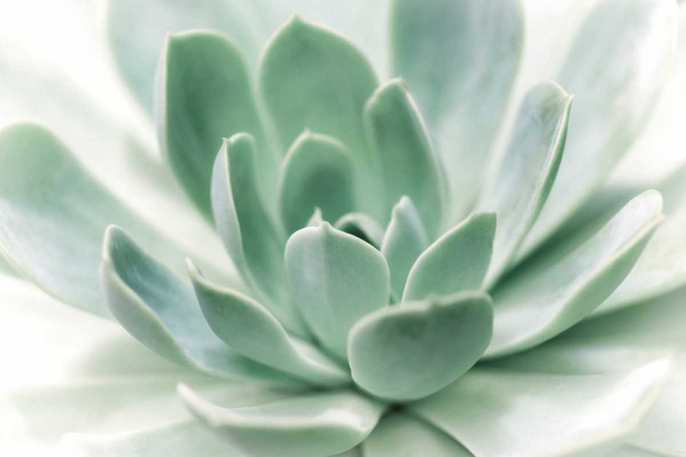 Zen art print by Dina Marie for $57.95 CAD