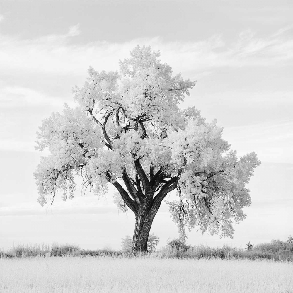 Oak Tree art print by Jean Miele for $57.95 CAD