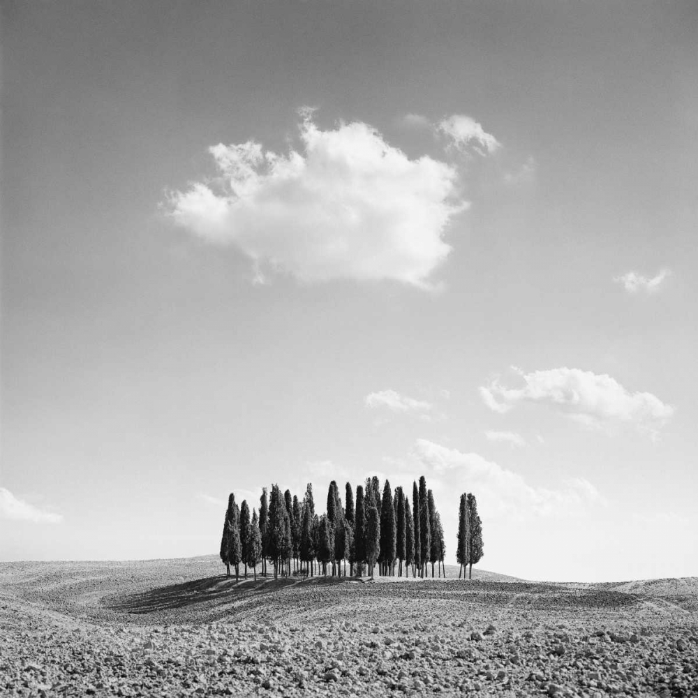 Cypress Trees art print by Jean Miele for $57.95 CAD