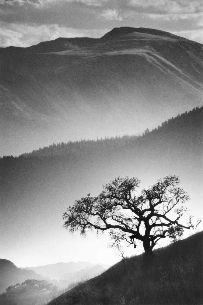 Black Oak art print by Jean Miele for $57.95 CAD