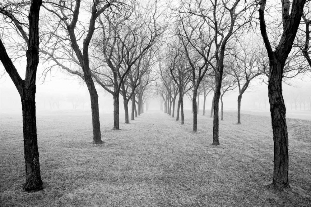 Tunnel of Trees art print by Monte Nagler for $57.95 CAD