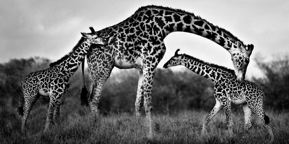 Giraffe Family art print by Xavier Ortega for $57.95 CAD