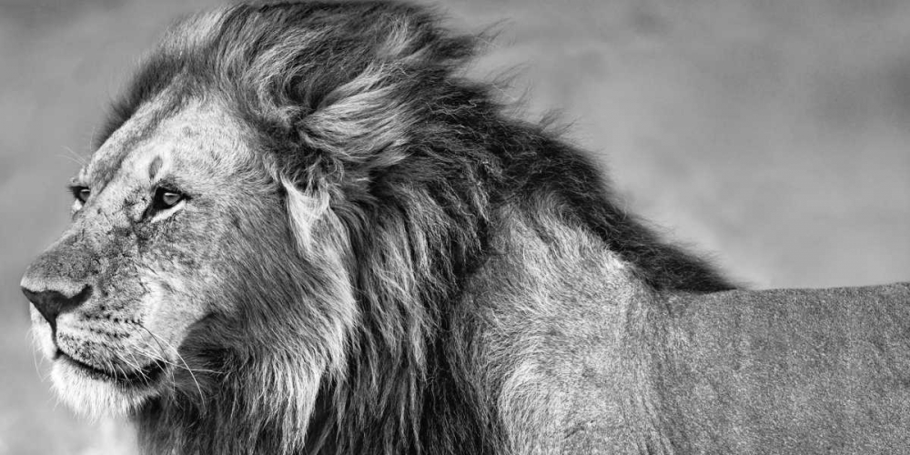 Lion Eyes art print by Xavier Ortega for $57.95 CAD