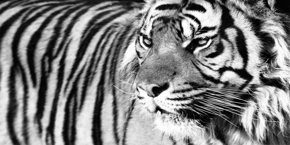 Tiger Eyes art print by Xavier Ortega for $57.95 CAD