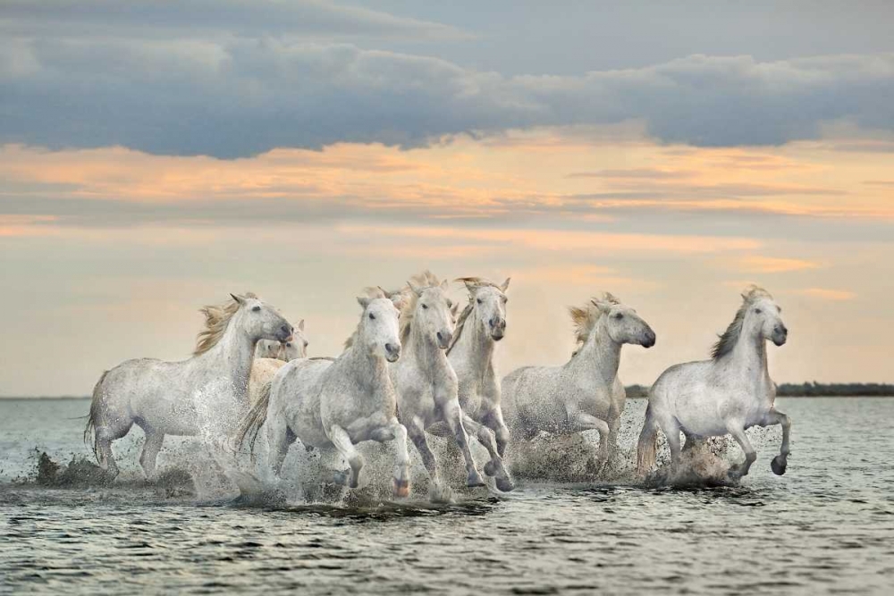 Camargue Horses - France art print by Xavier Ortega for $57.95 CAD